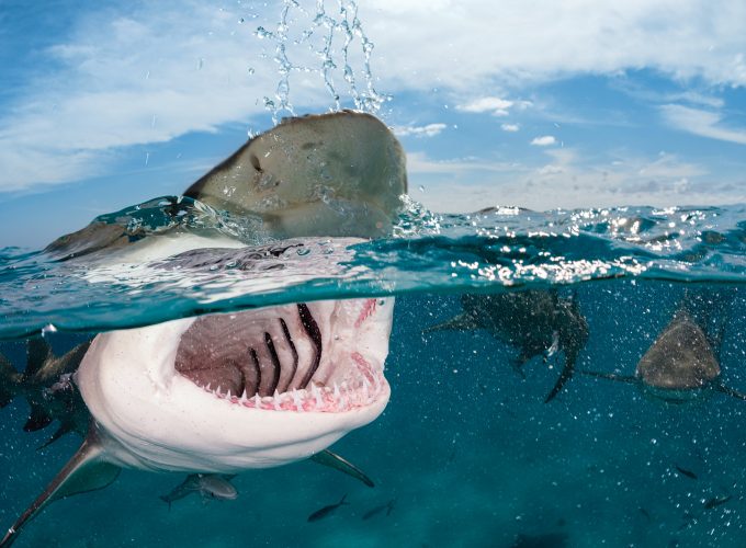 Wallpaper Shark, 5k, 4k wallpaper, 8k, Indian, Caribbean, Atlantic Ocean, sea, diving, water, splash, sky, clouds, unerwater, jaws, blue, tourism, World&270498952